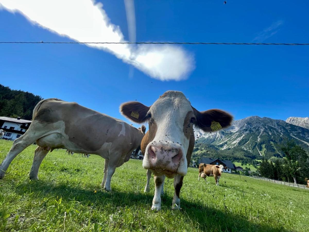 Pension Moeslehnerhof Ramsau am Dachstein Zewnętrze zdjęcie